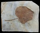 Paleocene Fossil Leaf (Davidia) - Montana #68348-1